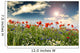 Poppies Cornflowers and Chamomile 