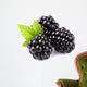 Blackberry with leaf Wall Decal