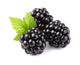 Blackberry with leaf Wall Decal