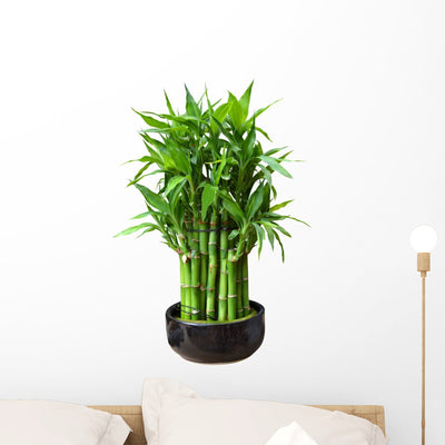 Bamboo Pot Wall Decal shown on a wall