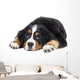 Bernese Mountain Dog Wall Decal