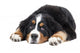 Bernese Mountain Dog Wall Decal
