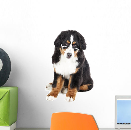 Bernese Mountain Dog in Glasses Wall Decal