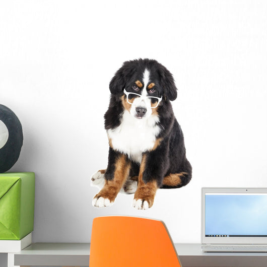 Bernese Mountain Dog in Glasses Wall Decal