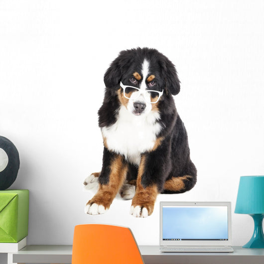 Bernese Mountain Dog in Glasses Wall Decal