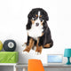 Bernese Mountain Dog in Glasses Wall Decal