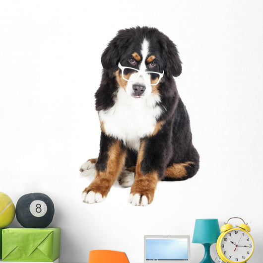 Bernese Mountain Dog in Glasses Wall Decal