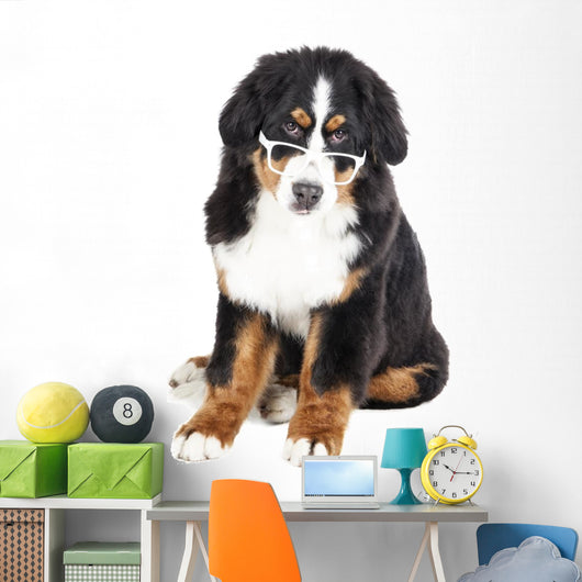 Bernese Mountain Dog in Glasses Wall Decal