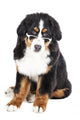 Bernese Mountain Dog in Glasses Wall Decal