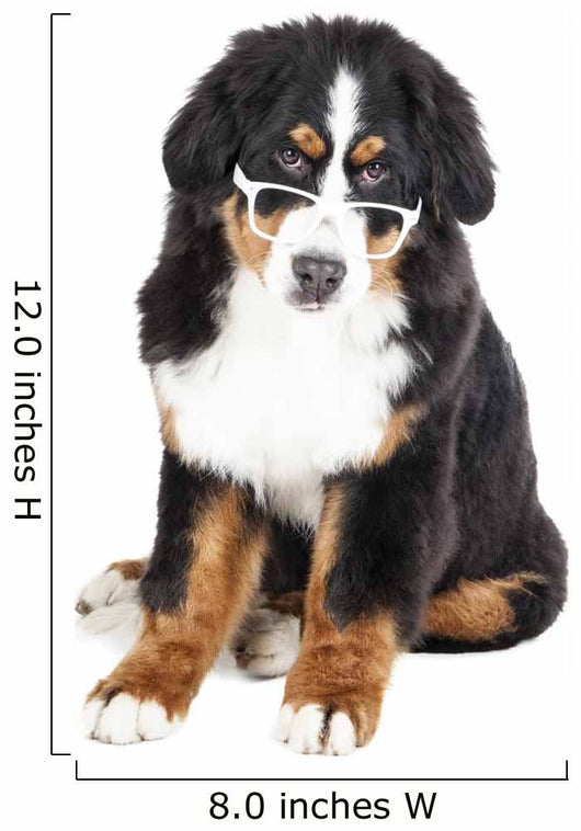 Bernese Mountain Dog in Glasses Wall Decal