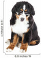 Bernese Mountain Dog in Glasses Wall Decal