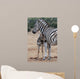 Baby Zebra and Mother 
