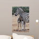 Baby Zebra and Mother 