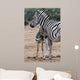 Baby Zebra and Mother 