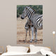Baby Zebra and Mother 