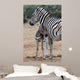 Baby Zebra and Mother 