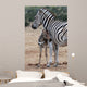 Baby Zebra and Mother 