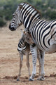 Baby Zebra and Mother 