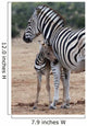 Baby Zebra and Mother 
