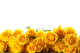 yellow roses Wall Decal