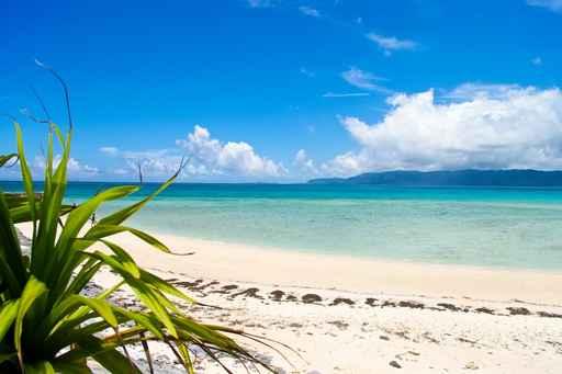 Island Breeze Wall Decal
