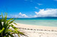 Island Breeze Wall Decal