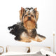 Yorkie Puppy Wall Decal