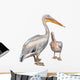 Pelicans 