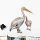 Pelicans 