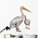 Pelicans 