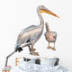 Pelicans 