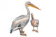 Pelicans 