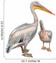 Pelicans 