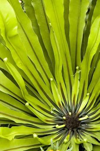 Green Plant Wall Decal