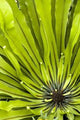 Green Plant Wall Decal