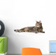Tabby Cat Lying and Looking Away 
