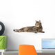 Tabby Cat Lying and Looking Away 