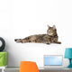 Tabby Cat Lying and Looking Away 