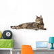 Tabby Cat Lying and Looking Away 