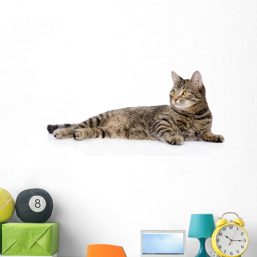 Tabby Cat Lying and Looking Away 