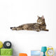 Tabby Cat Lying and Looking Away 