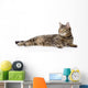 Tabby Cat Lying and Looking Away 