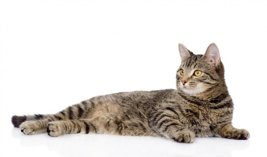 Tabby Cat Lying and Looking Away 