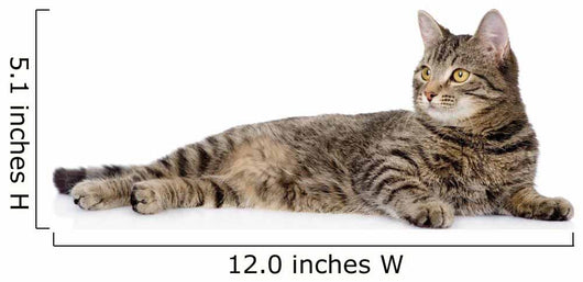 Tabby Cat Lying and Looking Away 