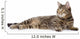 Tabby Cat Lying and Looking Away 