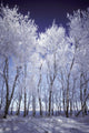 Frost And Snow Covered Trees Wall Mural