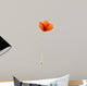 Poppy, isolated on white Wall Decal