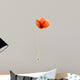 Poppy, isolated on white Wall Decal