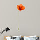 Poppy, isolated on white Wall Decal