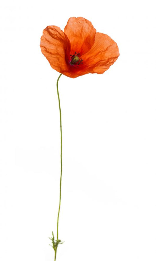 Poppy, isolated on white Wall Decal